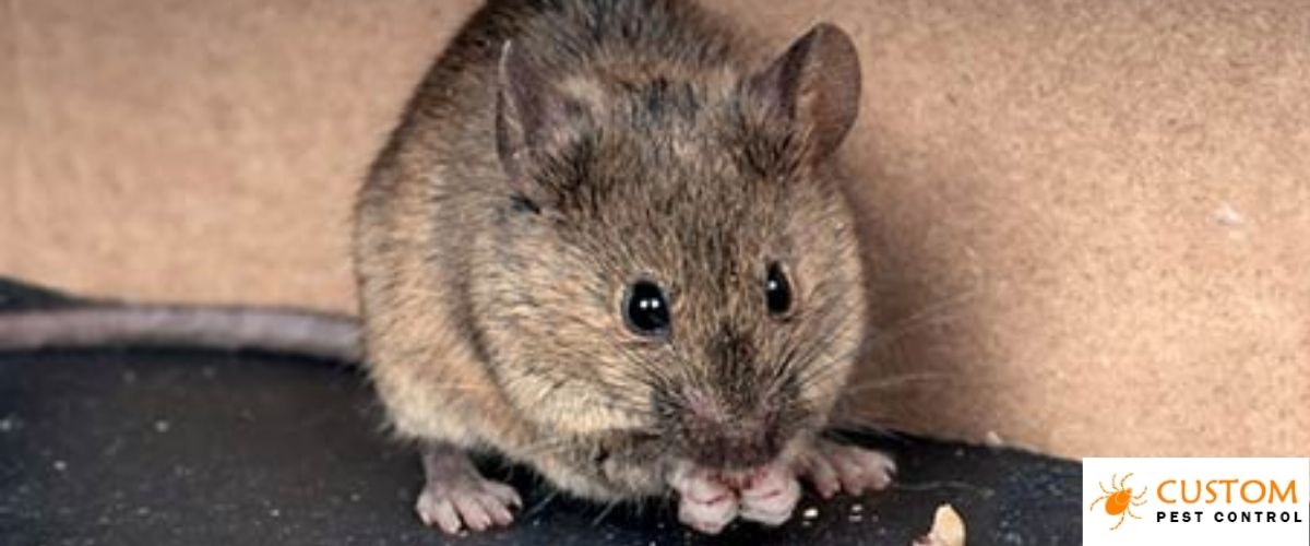 Pest Control for Rodent Control
