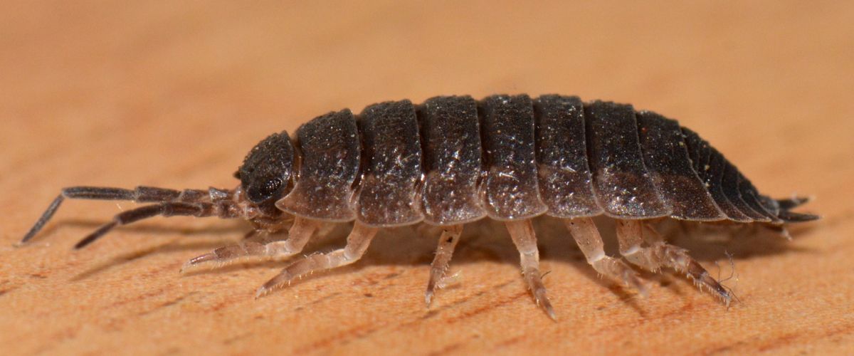 Bed Bug Control