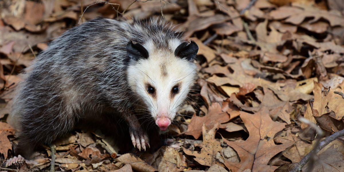 Possum Removal