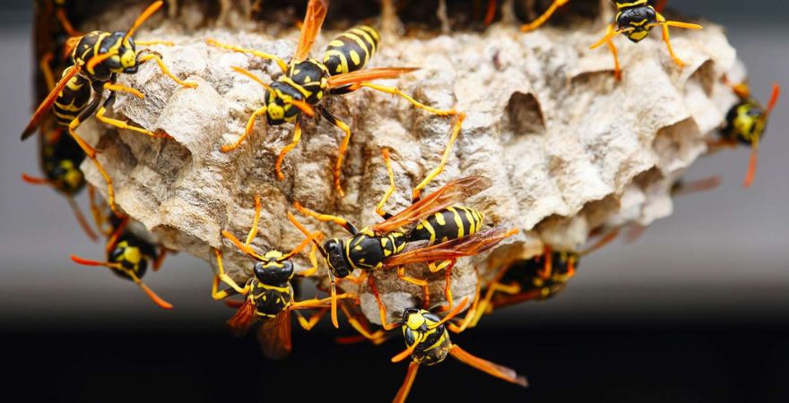 Wasp Removal Experts